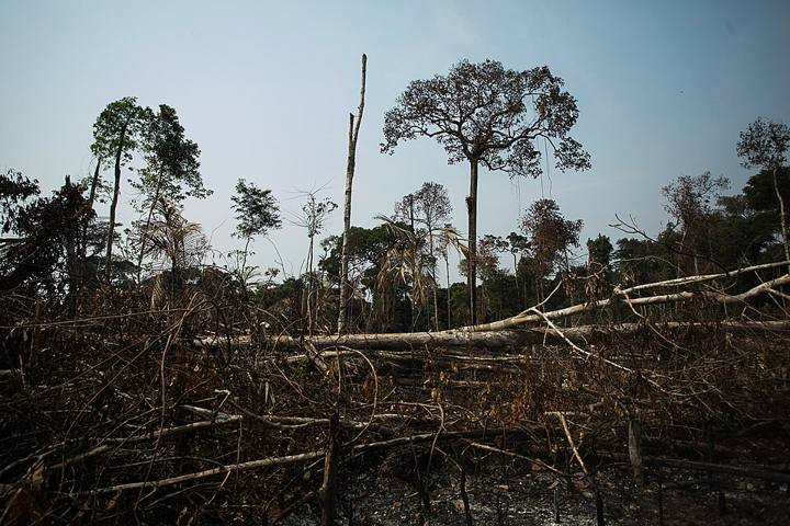 Área de floresta desmatada e queimada na Amazônia, em 2020