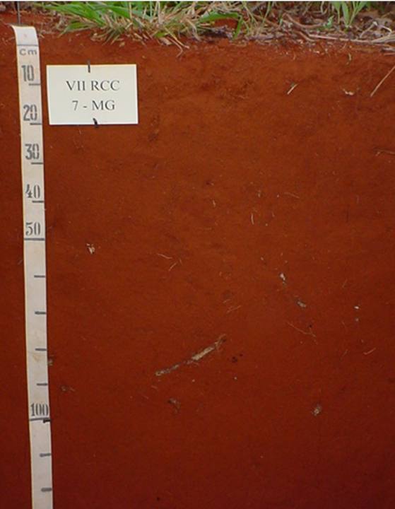 Perfil de um Latossolo Vermelho, solo profundo e avermelhado comum no Brasil