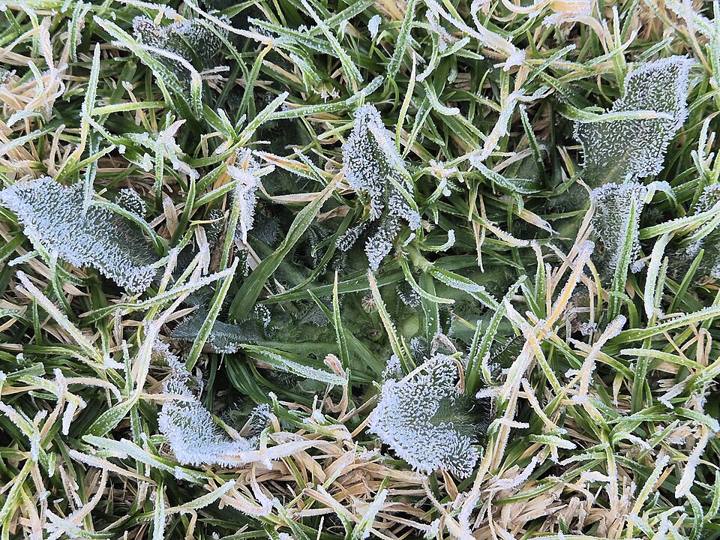 Geada cobrindo a vegetação rasteira