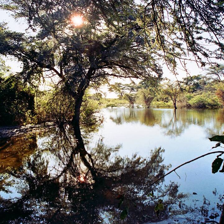 Vegetação alagada no delta do Okavango, em Botsuana